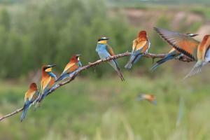 Social proof - birds of a feather